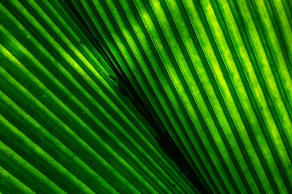 Tropisches grünes Blatt — Stockfoto