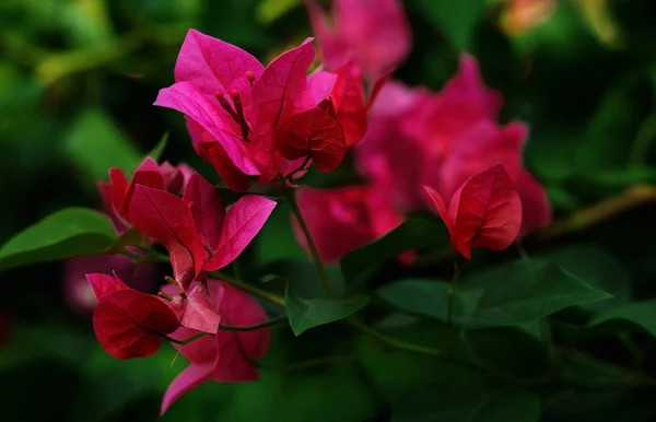 Fleurs rose vif dans le jardin — Photo