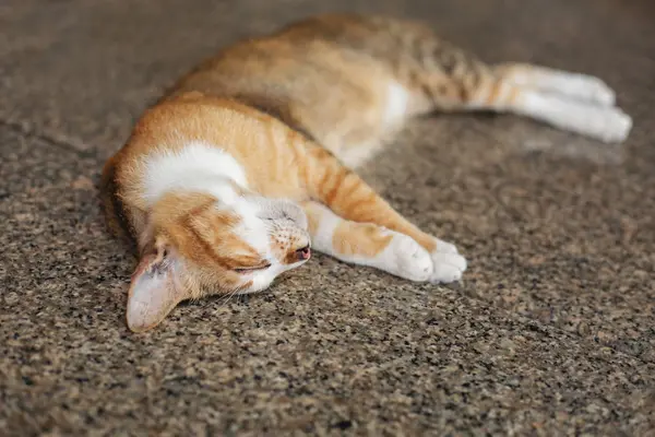 Schlafende rote Katze — Stockfoto