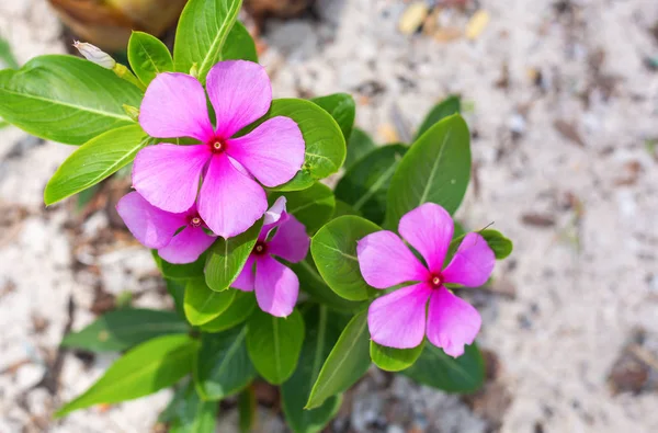 Jemné purpurové květiny za jarní den — Stock fotografie