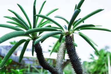 yaprakları ile ince kaktüs