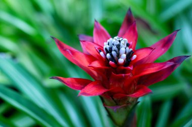 egzotik kırmızı çiçek