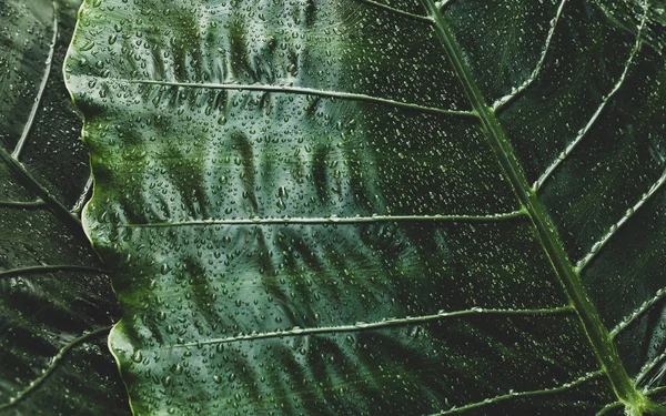 Hojas húmedas tropicales de color verde oscuro — Foto de Stock