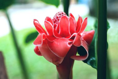 tropik pembe çiçek