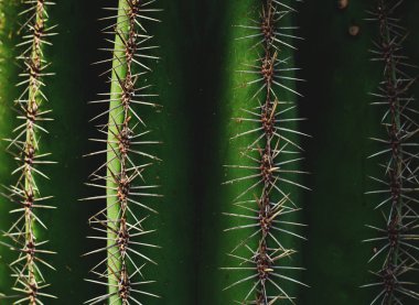 closeup kaktüs