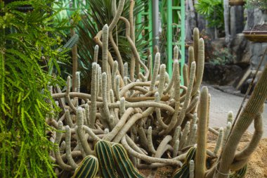 Farklı kaktüs türleri kumlu toprakta yetişir