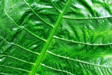 tropikal ıslak yaprak 