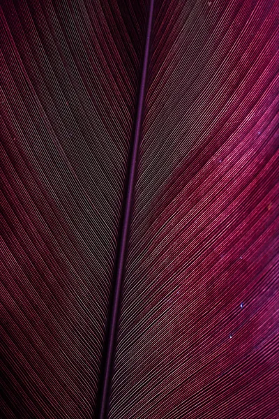 熱帯ヤシの葉のテクスチャ、濃い紫色の葉 — ストック写真