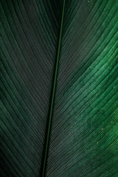 濃い緑色の質感を持つ熱帯葉の葉 — ストック写真