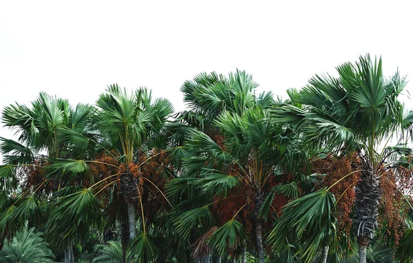 palm trees on white background