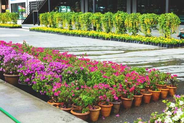 Many flowers in flowerpots in the botanical garden — Stock Photo, Image