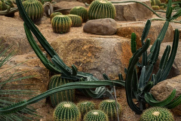 Různé druhy kaktusů v zahradě — Stock fotografie