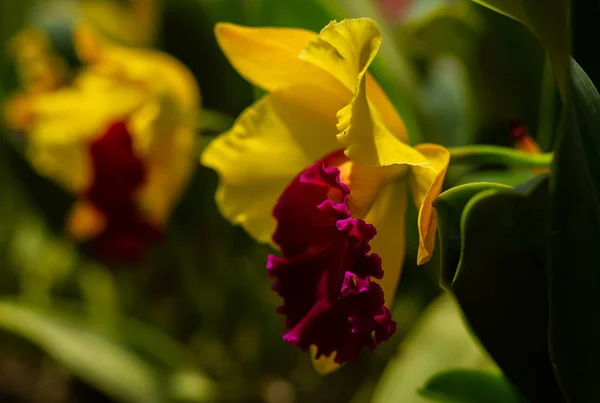 Orchidées jaunes — Photo