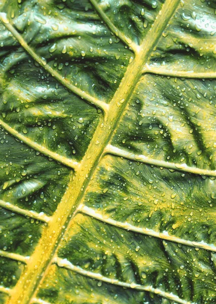 Gotas de agua sobre hojas verdes — Foto de Stock