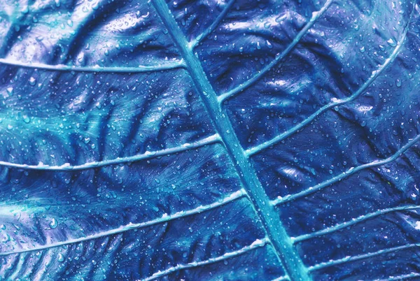 Hoja de palma tropical con gota de agua, tonificada en azul — Foto de Stock