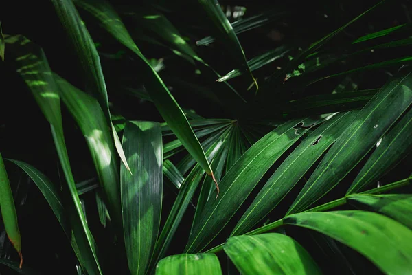 Folhas verdes com belo padrão na selva tropical . — Fotografia de Stock
