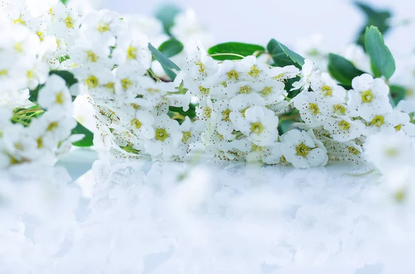 Witte bloemen op een witte tafel — Stockfoto