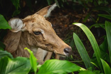 yeşil çalılıkta geyik