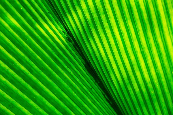 Grüne Blatt Textur oder Blatt Hintergrund — Stockfoto