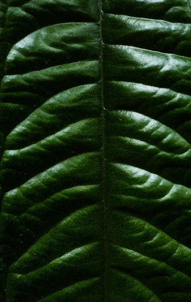 El primer plano de la textura foliar de las plantas del bosque lluvioso — Foto de Stock