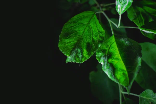 Fundo verde sobre fundo preto, vegetação verde plantas — Fotografia de Stock