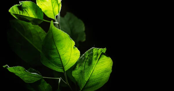 Fundo natural escuro com folhas verdes de plantas — Fotografia de Stock
