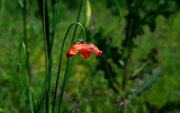 Poppy flower on green background — Stock Photo, Image