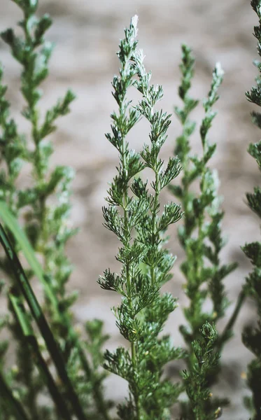 Plantas verdes sobre un fondo gris — Foto de Stock