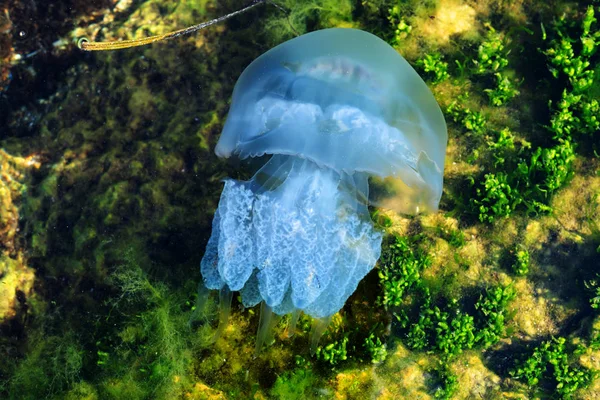 Sea Moon jellyfish blue swimming marine life underwater ocean — Stock Photo, Image