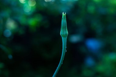 Yeşil çimenlerin üzerinde çiçek tonlamı. Kırsal çiçeklerle çayır.