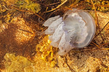 su altında mavi deniz denizanası, yukarıdan çekim