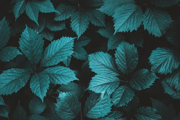 Textura de folhagem verde — Fotografia de Stock