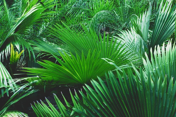 Textura das folhas tropicais — Fotografia de Stock