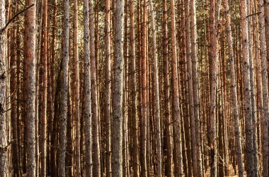 birçok çam gövdeleri