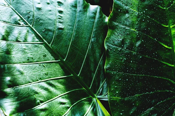 Hoja tropical, follaje grande, textura verde abstracta, naturaleza bac — Foto de Stock