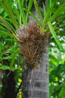 Yapraksoyut palmiye tropikal yaprakları 