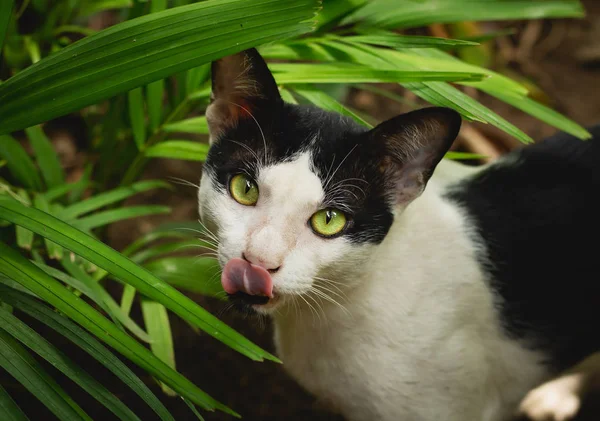 Gato de rua engraçado com olhos verdes — Fotografia de Stock