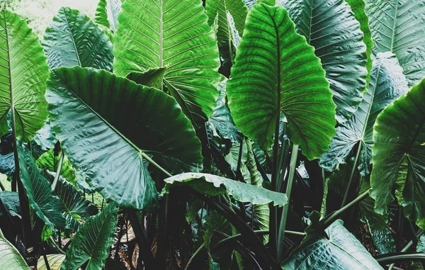 Folha tropical, folhagem grande, textura verde abstrata, bac da natureza — Fotografia de Stock