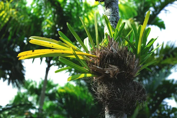 熱帯のヤシ — ストック写真