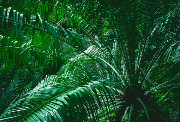 Tropiska gröna löv på mörk bakgrund, natur Sommarskog p — Stockfoto