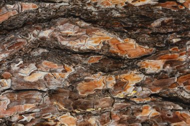 Ağaç kabuğu dokusu