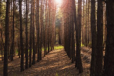 Forest groveForest grove