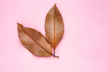 pembe bir arka plan üzerinde kuru sonbahar yaprakları