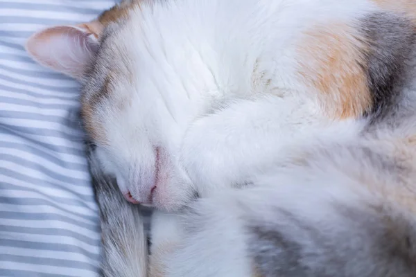 Lindo durmiendo gato en cama — Foto de Stock