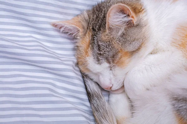 Lindo durmiendo gato en cama — Foto de Stock