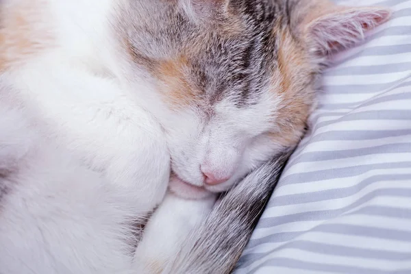 Niedliche schlafende Katze im Bett — Stockfoto