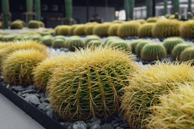 bahçede birçok kaktüsler