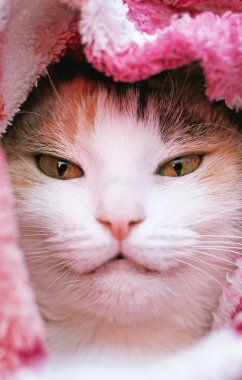 Ekoseye sarılı uyuyan kedi