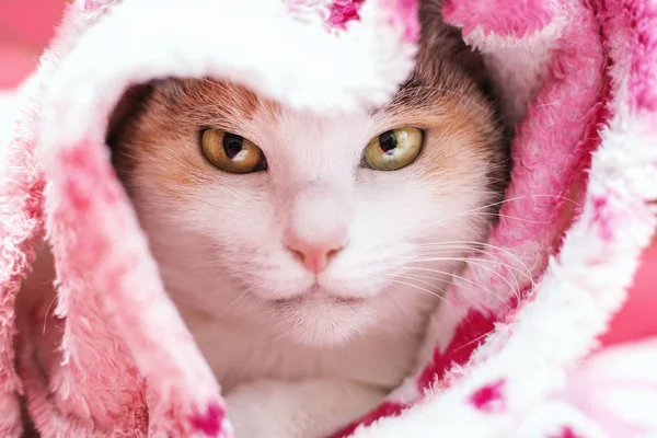 Carino gatto avvolto in plaid — Foto Stock