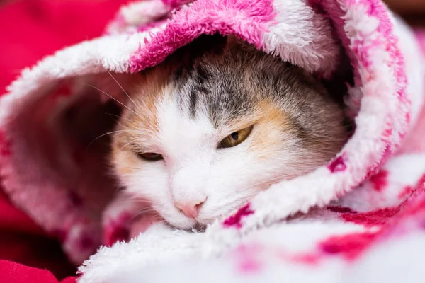 Lindo gato acostado en la cama debajo de una manta . — Foto de Stock